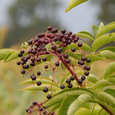 Elderberry